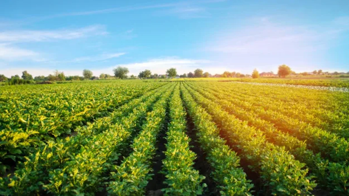 ENERGÍA FOTOVOLTAICA EN TU PREDIO AGRÍCOLA!