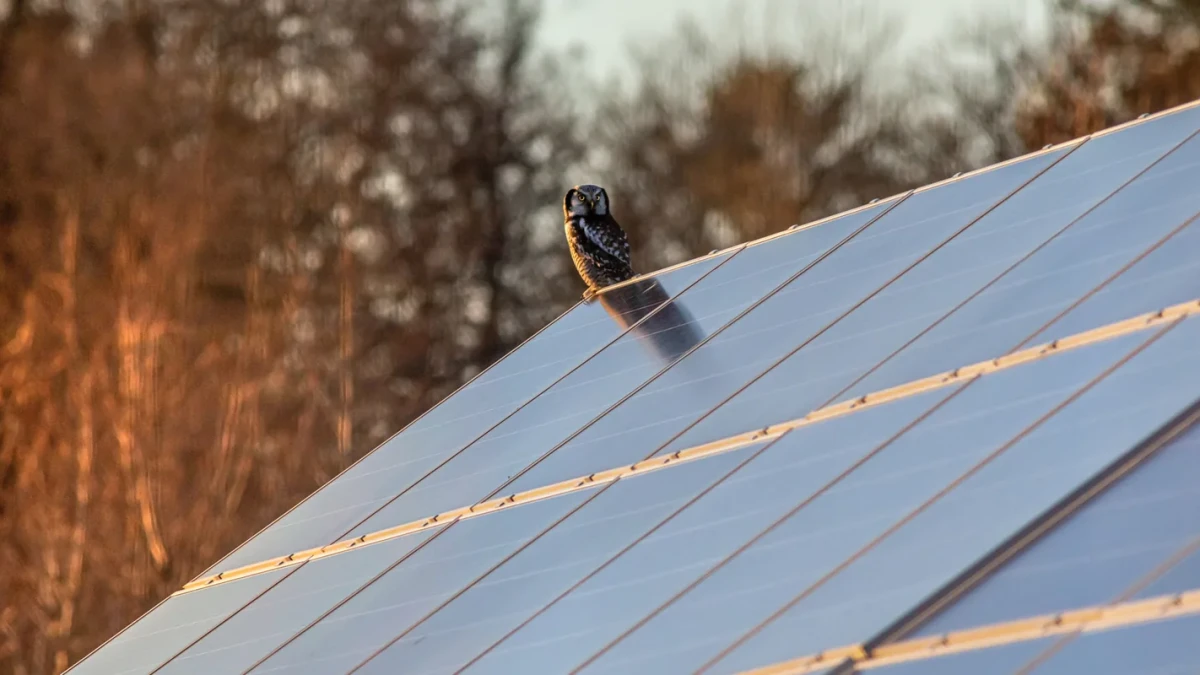 ¿Para qué se utilizan los paneles solares? Los múltiples usos de la energía solar